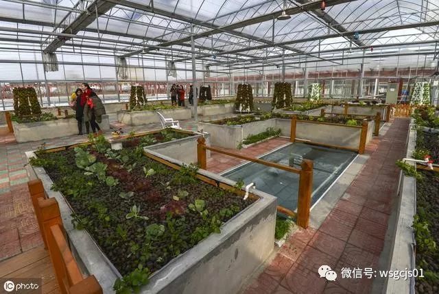 最近很火的鱼菜共生种植系统 有啥优缺点