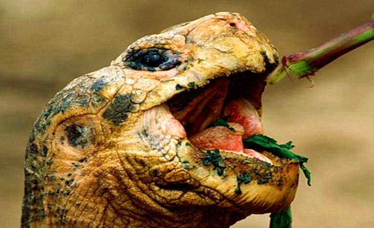 如果被乌龟咬住不松口,怎样才能让它松嘴?其实办法很简单