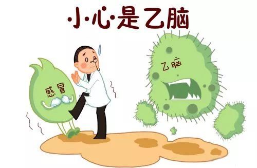 乙脑防治知识