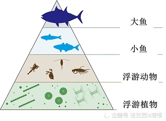 蓝鲸打破了海洋里"大鱼吃小鱼,小鱼吃虾米,虾米吃泥巴"的食物链等级