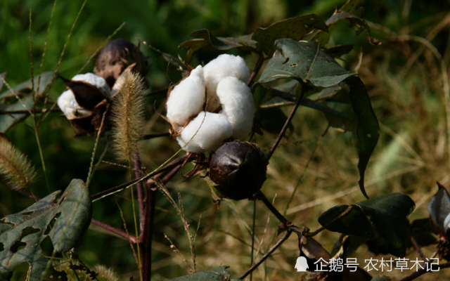 此为"陆地棉",当今价值极高,但野生不多,见到请珍惜