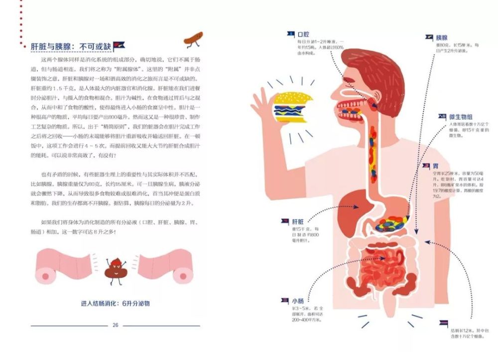 人的第二大脑:肠道