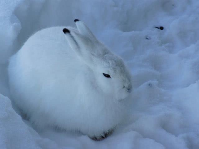 这不,雪地里窝着一只小白兔,白色毛茸茸的小白兔和白雪融为一体,真是
