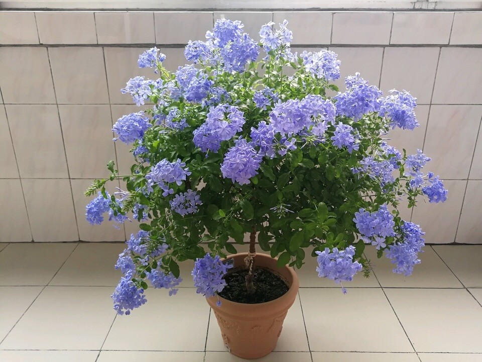 蓝色花 不多见 此3种花到了夏天 满枝都是 蓝花苞