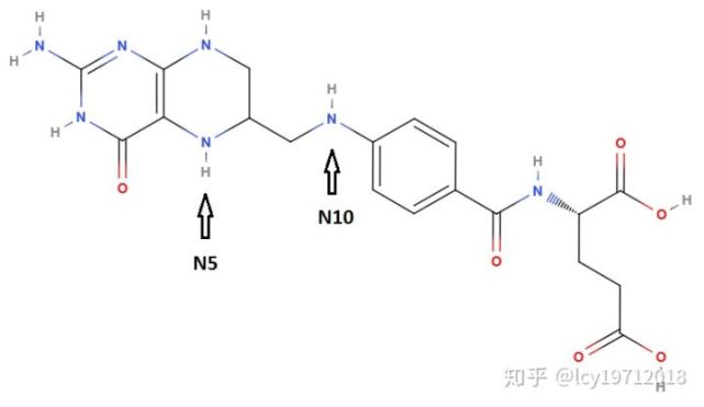 叶酸 钴胺素 维生素b12 与一碳单位代谢