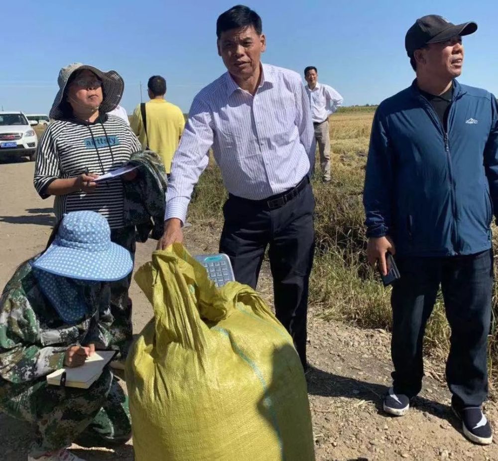 畝產超千斤,袁隆平團隊在內蒙古大面積試種耐鹽鹼水稻