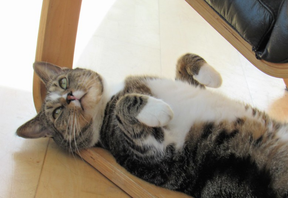 猫咪不只是高冷 养猫能得到的5个 好处 铲屎官们有同感吗