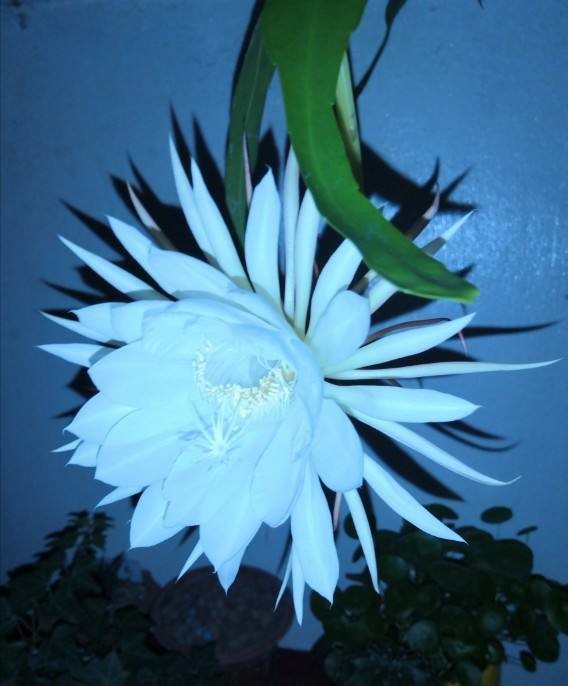 今年最后一波昙花盛开季 这么养一根枝能开十几朵 枝条都压弯