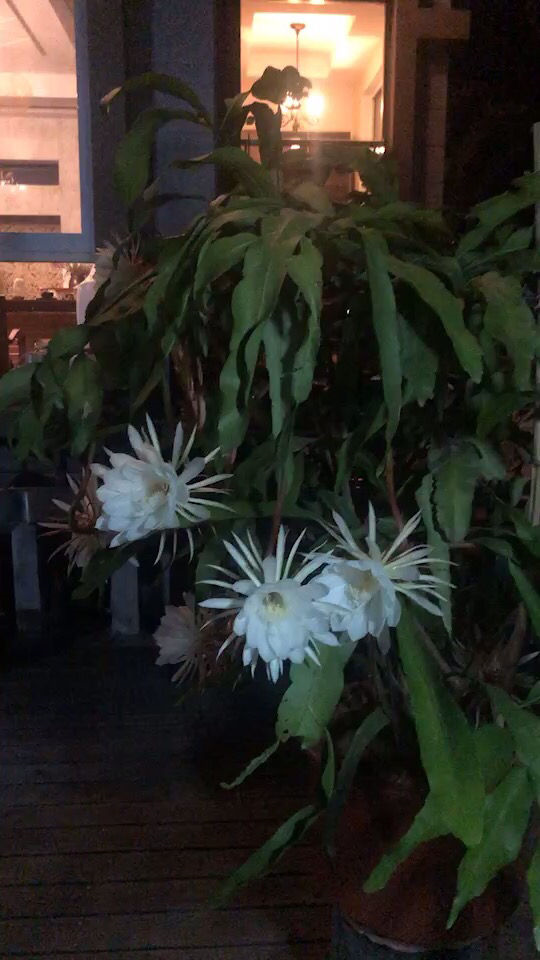 今年最后一波昙花盛开季 这么养一根枝能开十几朵 枝条都压弯