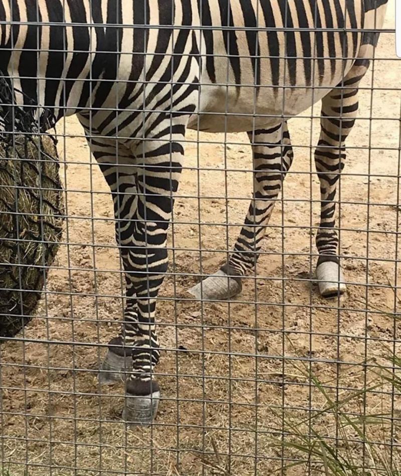 动物园斑马畸形蹄子引网友质疑管理,园方紧急将其安乐死