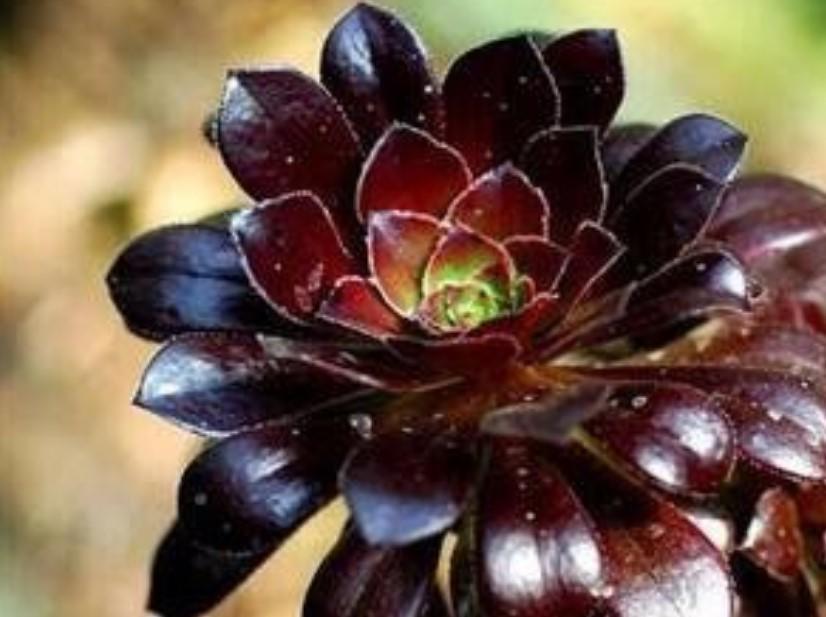 冬天养点火辣辣的多肉 好看又喜庆 真是红炸了