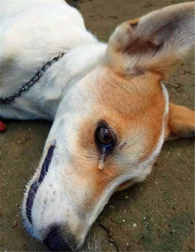 狗狗虽然深情但不会哭,如果开始流泪啜泣,极有可能是逆向喷嚏