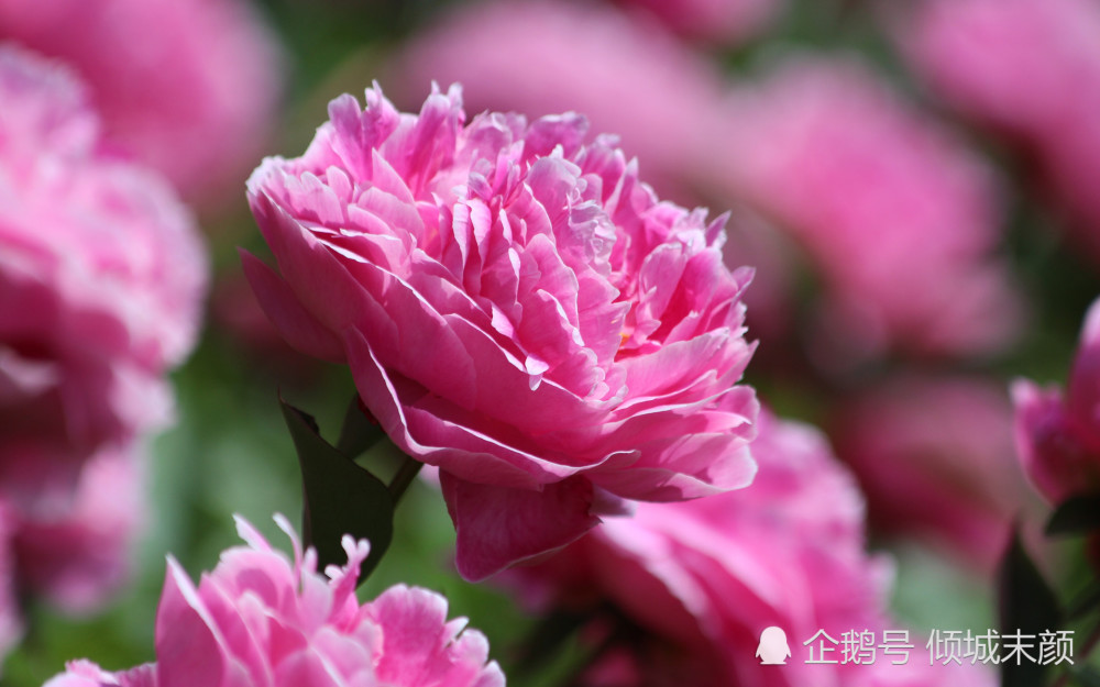 9月桃花盛开 这3大星座遇良人 有望开枝散叶