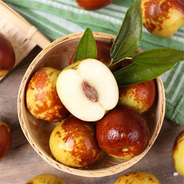 冬枣亦称雁来红,苹果枣,冰糖枣,是无刺枣树的一个晚熟鲜食优良品种.