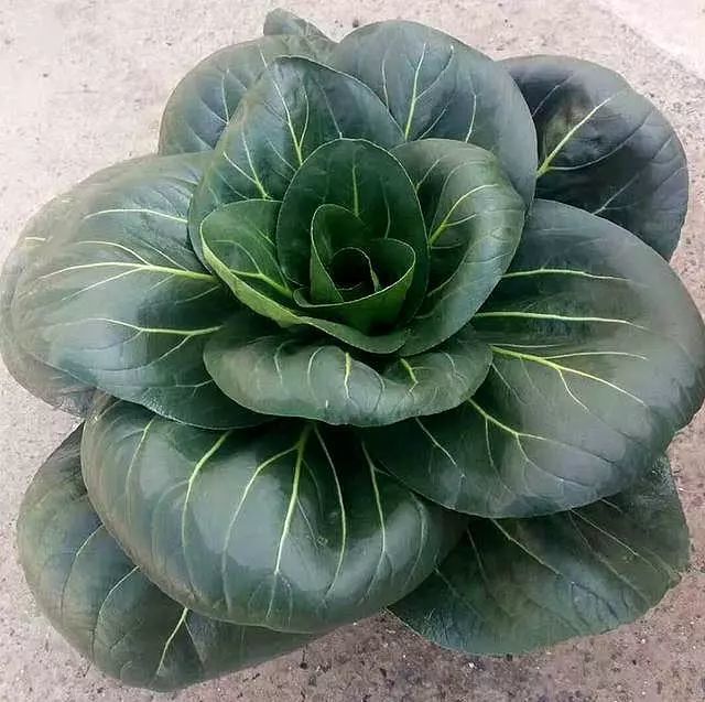 非常适合秋播的黑叶大头苏州青耐寒性优秀商品性也很不错