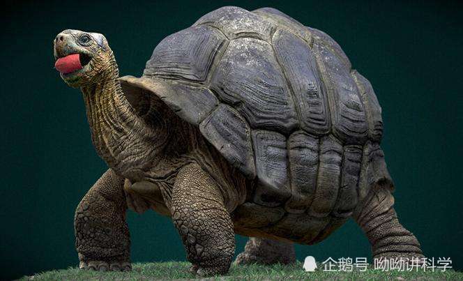 世界上最长寿的动物图片