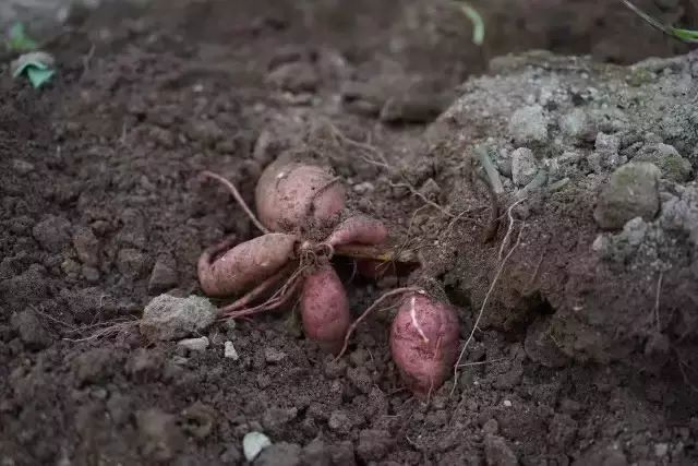 想起了当年乡村的 捞红芋 腾讯新闻