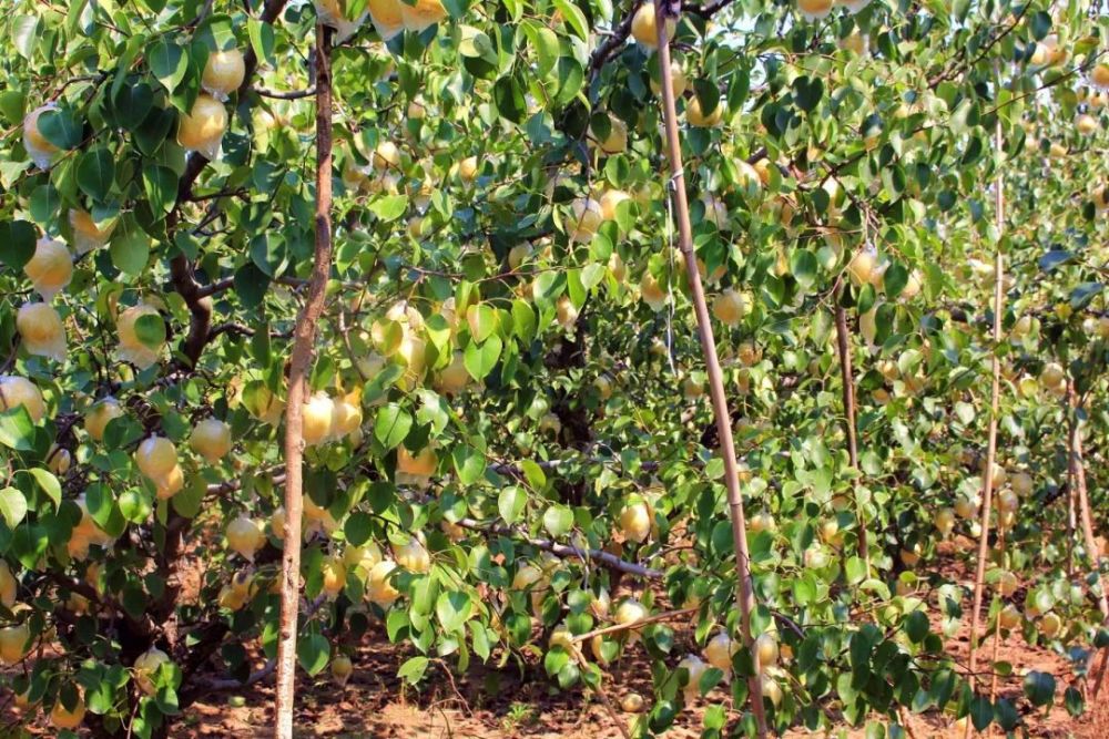 丰县果农流汗又流泪 今年砀山梨价格低至冰点 才5毛钱一斤