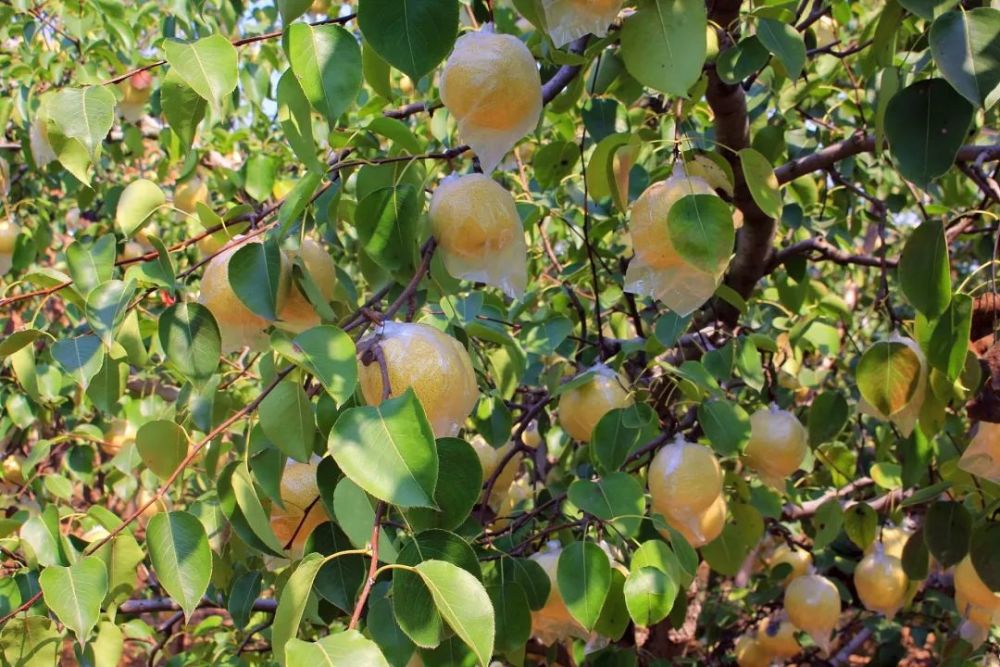 丰县果农流汗又流泪 今年砀山梨价格低至冰点 才5毛钱一斤