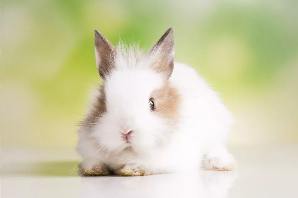 爱帮忙的职场人,最后都会变成公司里的"老白兔"