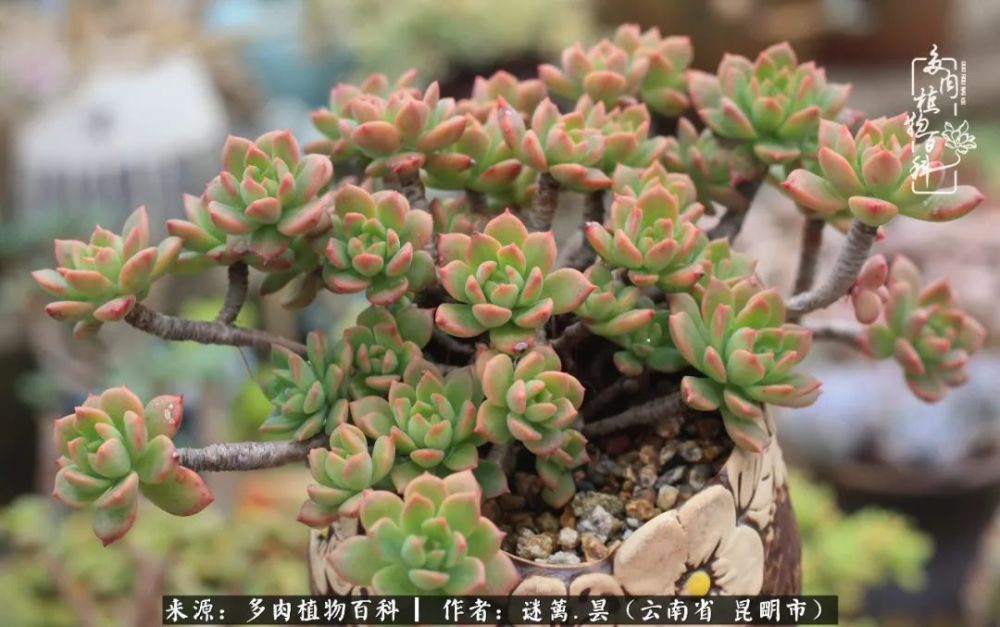 养多肉经历七年之痒 倦怠期莫忘回归初心
