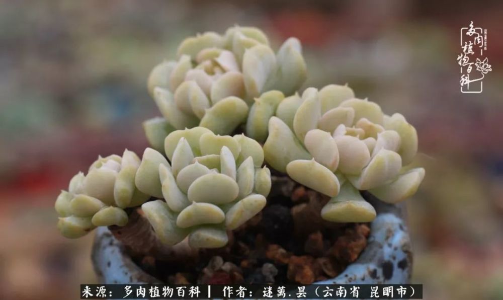 养多肉经历七年之痒 倦怠期莫忘回归初心