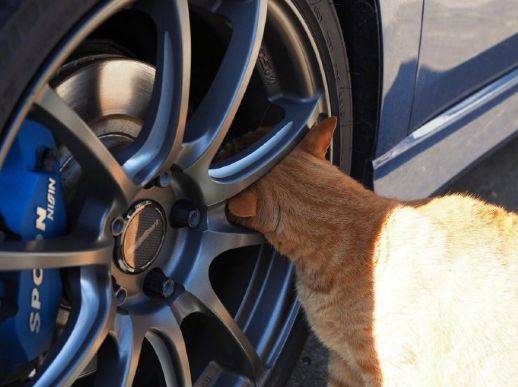 为了有饭吃, 一些猫开始学修车了. 吉田,把扳手给我拿过来!