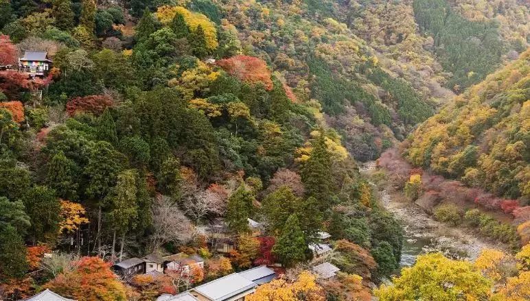 京都秋天人从众 旅日8年的人告诉你 人少景好体验佳的地方在这里