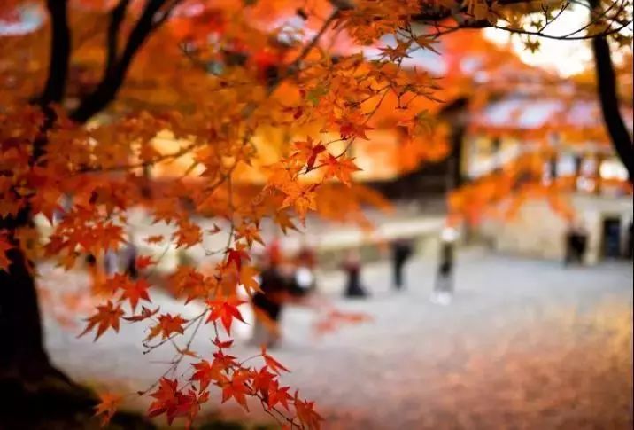 京都秋天人从众 旅日8年的人告诉你 人少景好体验佳的地方在这里