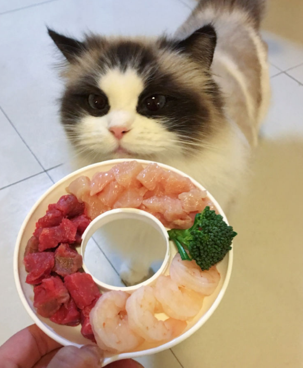 家里养的猫猫真的可以吃生肉吗 寄生虫