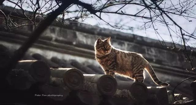 中华田园猫便宜，所以就吃廉价的猫食，猫：我们是u201c贫民u201d吗？