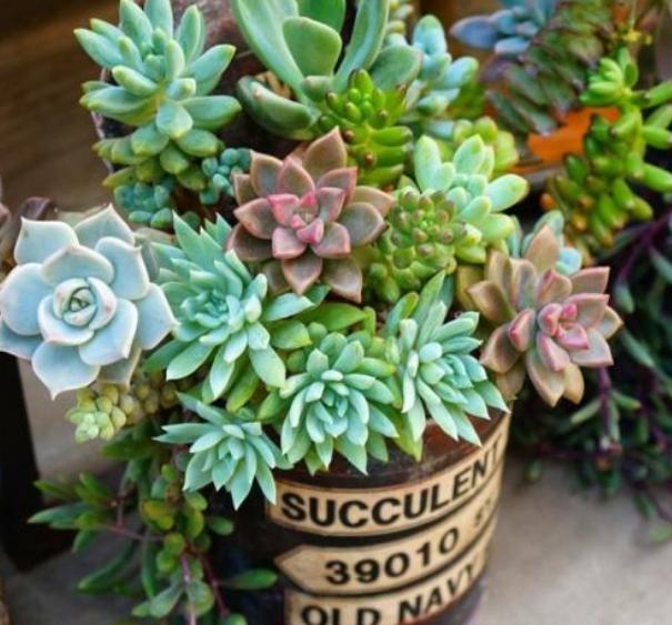 秋季养多肉 只需做到4点 叶片饱满油亮 越长越旺盛