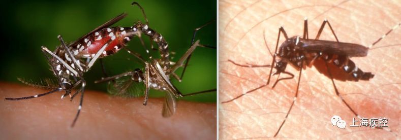 登革热|预防登革热，防蚊灭蚊是关键