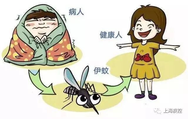 登革热|预防登革热，防蚊灭蚊是关键