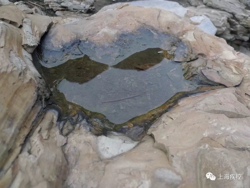 登革热|预防登革热，防蚊灭蚊是关键