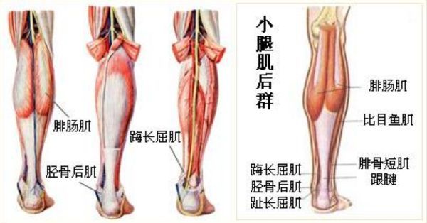 跟腱攣縮而足跟不能著地;腰大肌受累致腹部前凸,腦後仰,呈鴨型步態