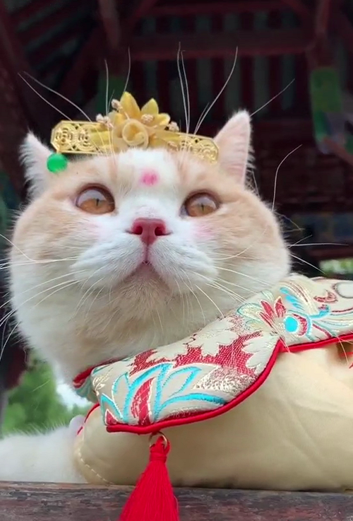 一只"穿古装"的猫咪,美得倾国倾城,网友:颜值太能撩了