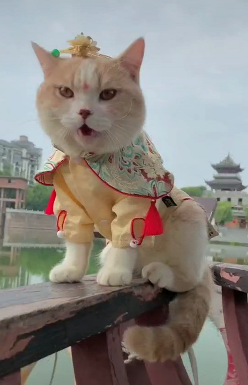 一只"穿古装"的猫咪,美得倾国倾城,网友:颜值太能撩了