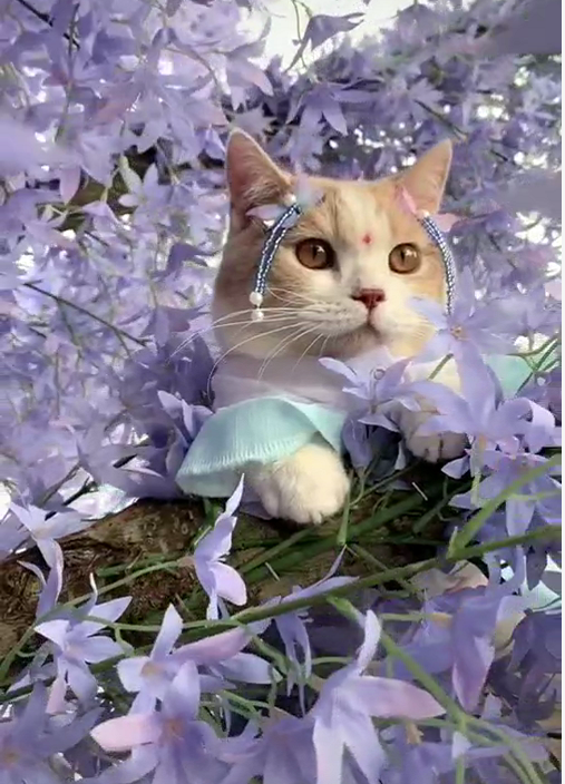 一只"穿古装"的猫咪,美得倾国倾城,网友:颜值太能撩了