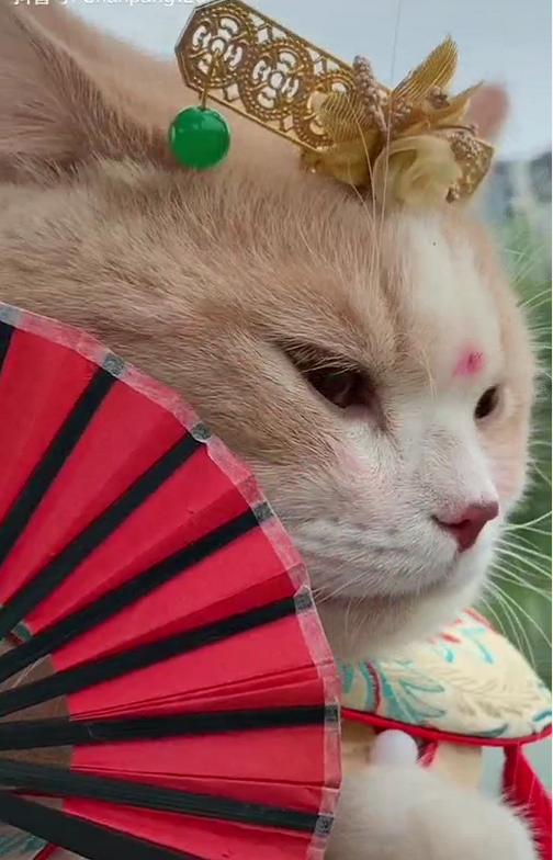 一只"穿古装"的猫咪,美得倾国倾城,网友:颜值太能撩了