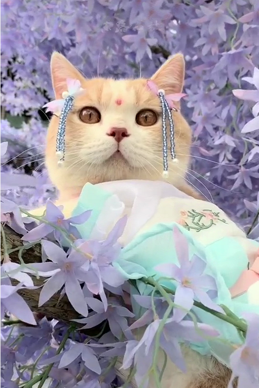 一只"穿古装"的猫咪,美得倾国倾城,网友:颜值太能撩了