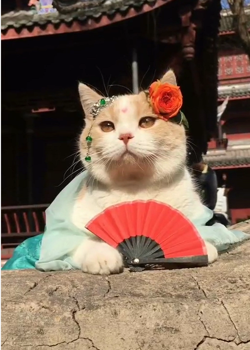 一只"穿古装"的猫咪,美得倾国倾城,网友:颜值太能撩了