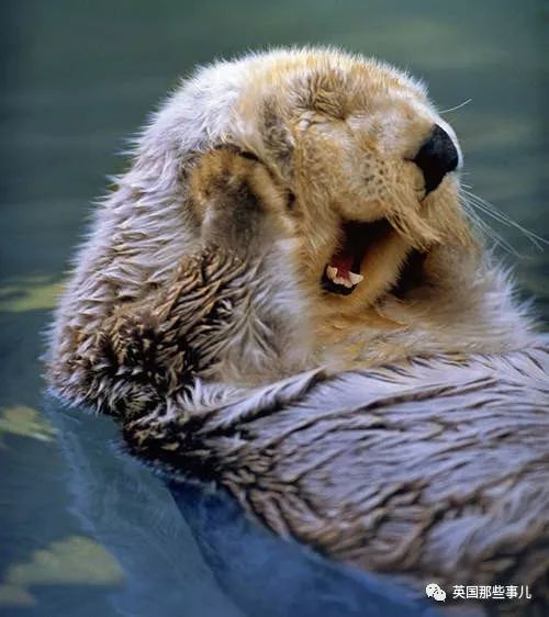猕猴桃一样的海獭宝宝成功得到救助…这小模样太招人疼了吧!