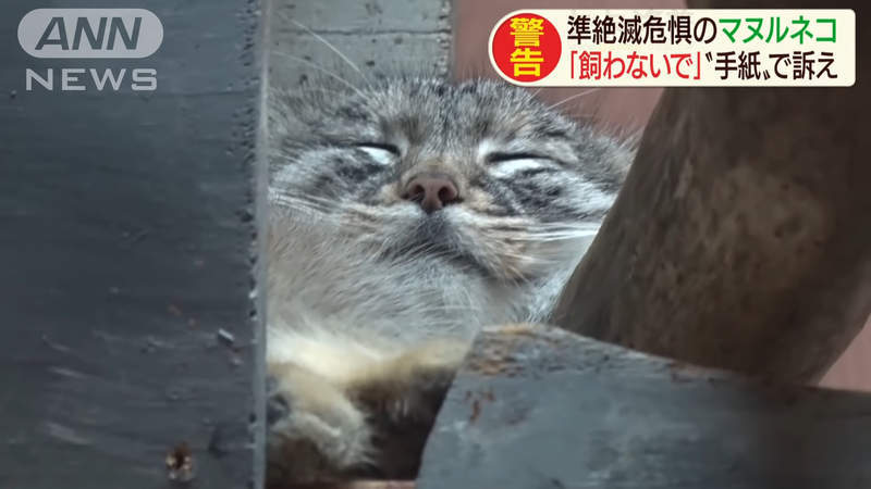 它是世界上最古老的猫科动物之一 外表可爱 为什么没人养呢