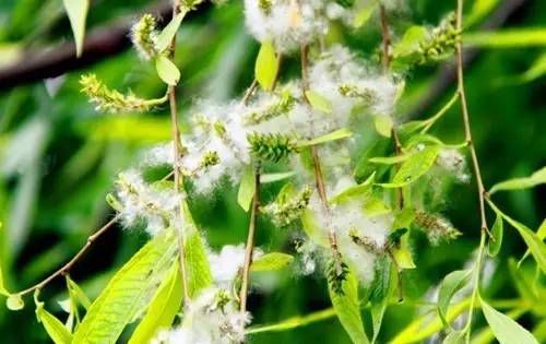 想来,这时的雍裕之,应已有雪染鬓了.