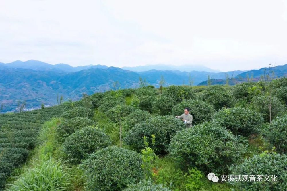 安溪縣政府副縣長王金章說,按照安溪鐵觀音地理標誌產品保護標準(gb/t