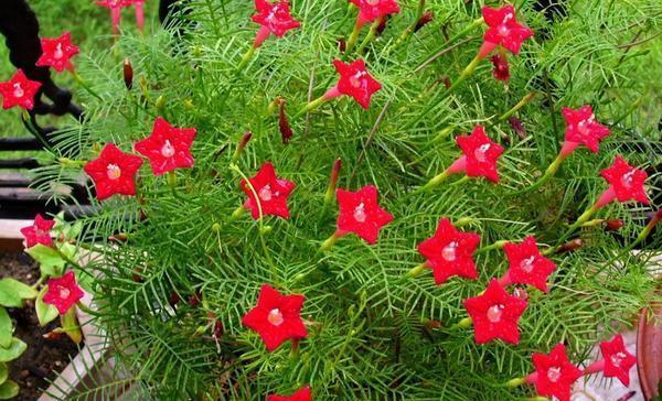 小巧莺萝花,叶片似文竹,开出"五角星",一年养成,花叶具美