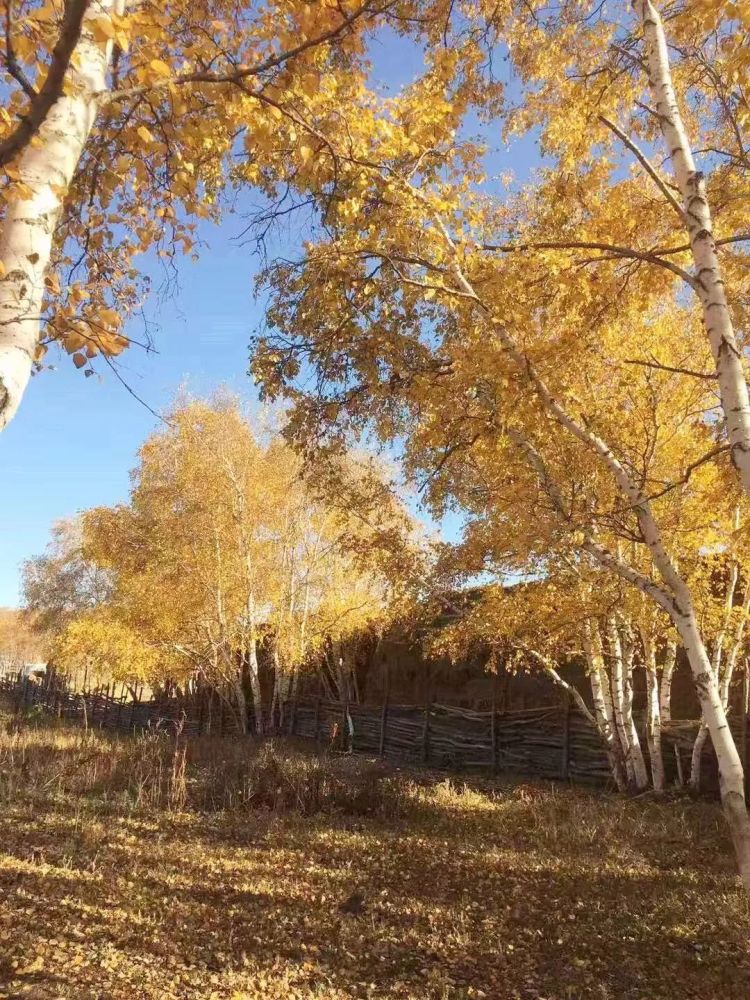 【即时播报】锦绣金秋草原我们在现场 镜头礼赞美丽祖国