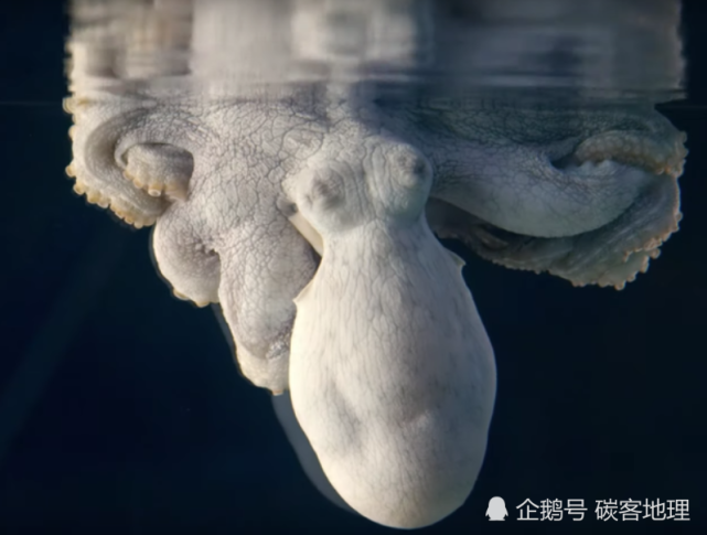 章鱼做梦捕捉螃蟹还可以变成令人惊悚的全白色