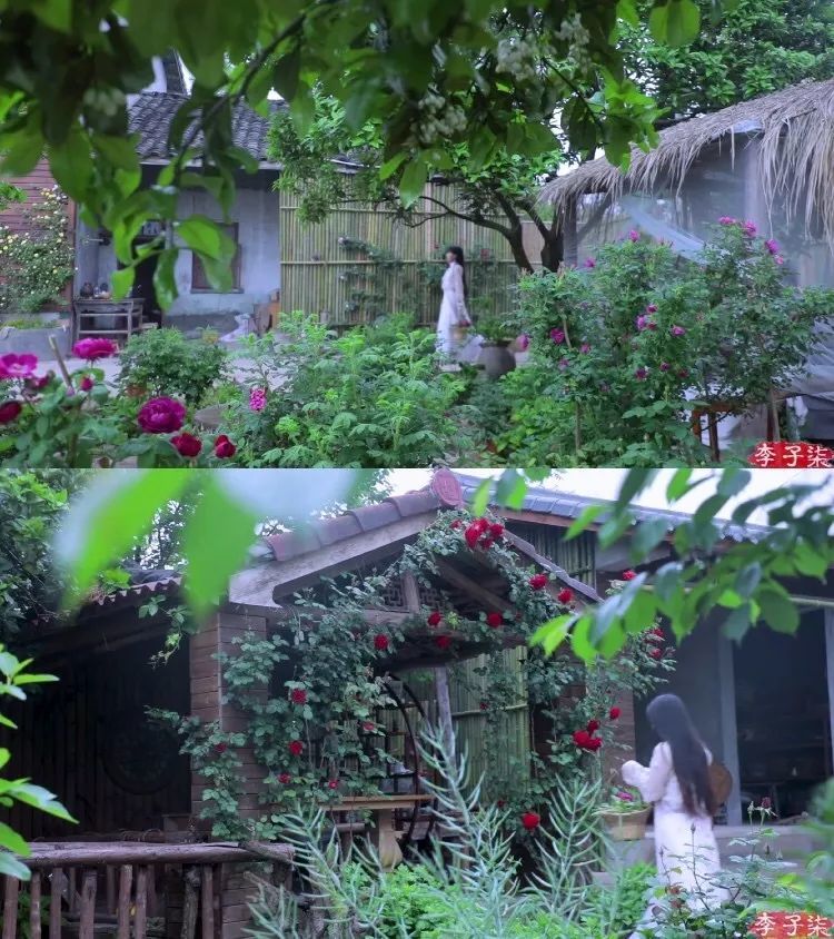 看了李子柒的后院,终于明白为什么2000万人羡慕她的生活了.